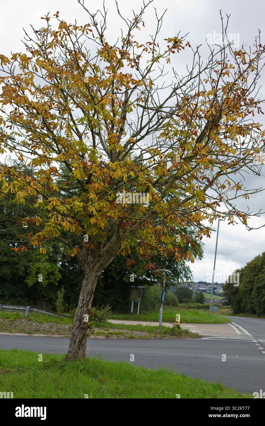 Châtaignier à cheval Aesculus hippocastanum châtaignier à cheval Aesculus hippocastanum montrant des signes de maladie Banque D'Images