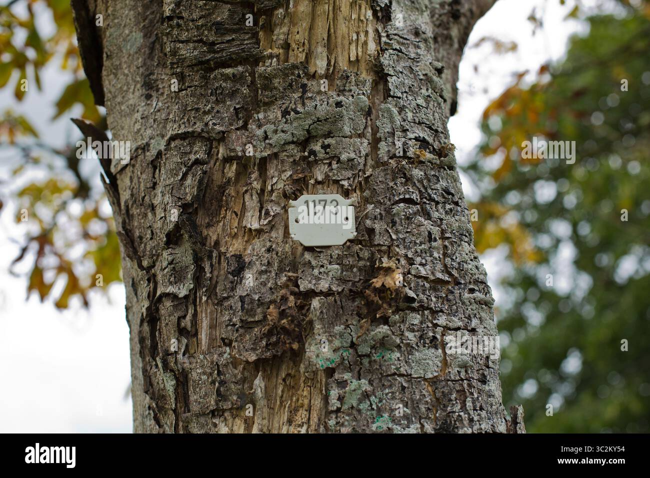 Châtaignier à cheval Aesculus hippocastanum châtaignier à cheval Aesculus hippocastanum montrant des signes de maladie Banque D'Images