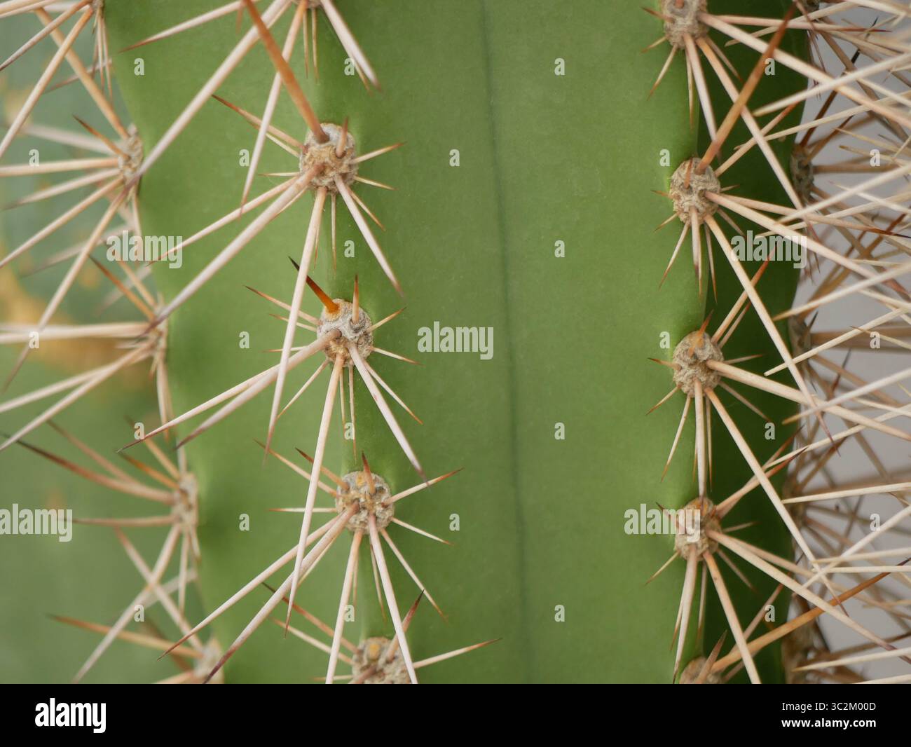 Fond abstrait, texture de cactus avec des épines de près. Banque D'Images
