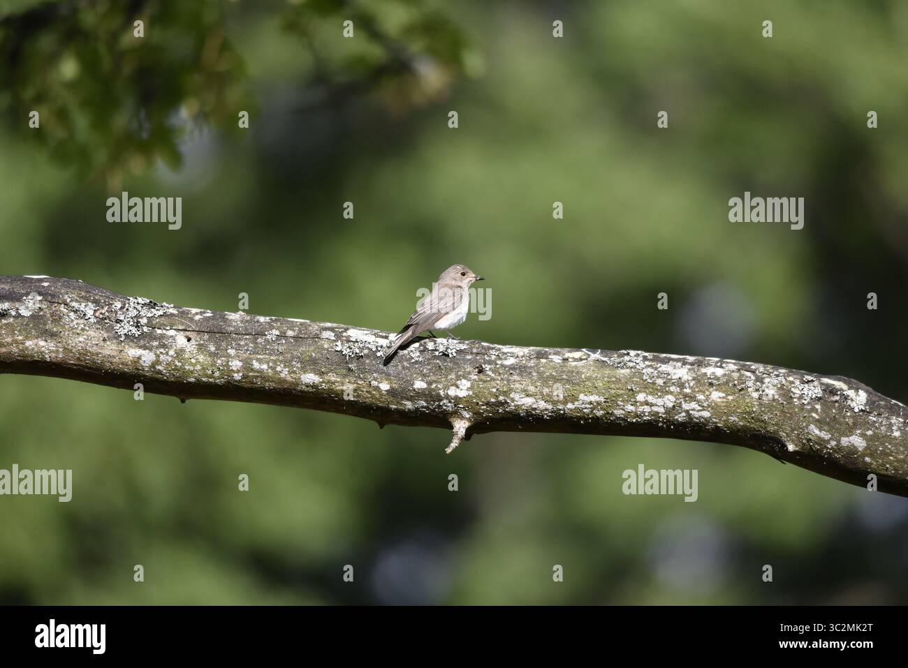 Mouche tachetée (Musicapa striata) perchée en profil droit sur une branche horizontale dans le Soleil, sur fond de forêt, prise au centre du pays de Galles, Royaume-Uni Banque D'Images