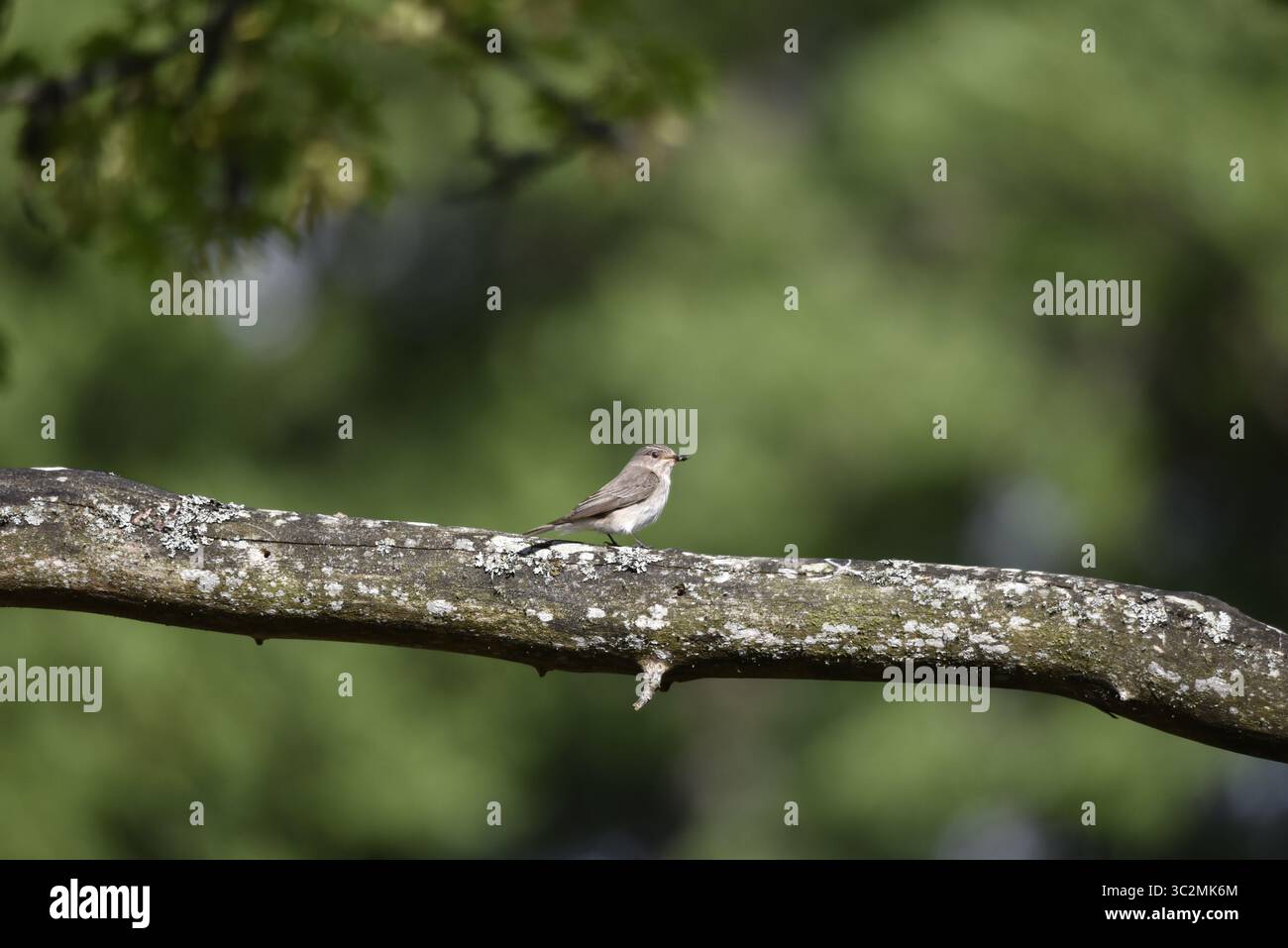 Mouche tachetée (Musicapa striata) perchée en profil droit sur une branche horizontale dans le soleil, oeil sur caméra, avec fond de feuillage vert, Royaume-Uni Banque D'Images