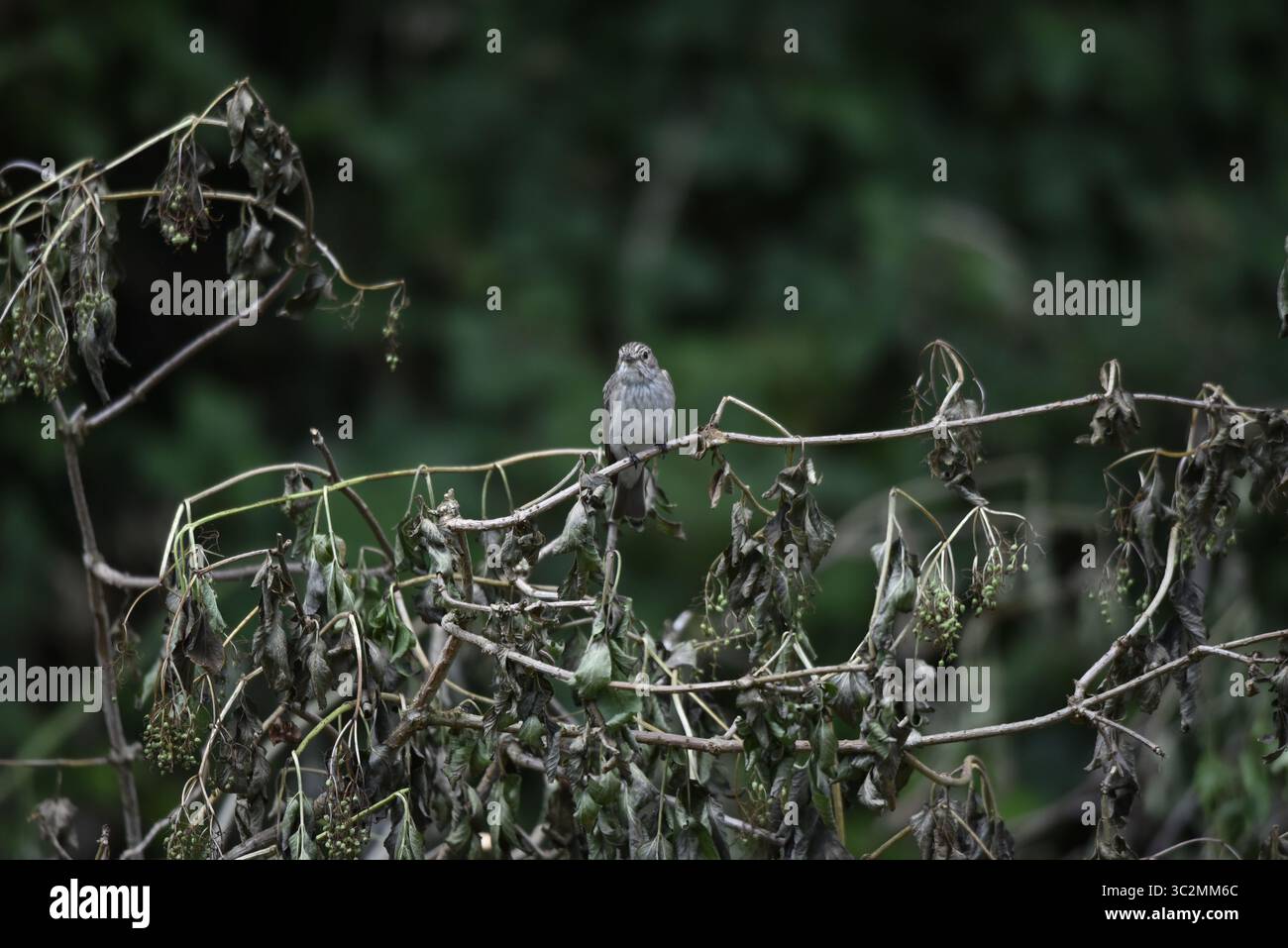 Flycatcher tacheté (Musicapa striata) face à la caméra depuis une branche horizontale mince sur le dessus d'un arbre feuillu, prise au centre du pays de Galles, Royaume-Uni en été Banque D'Images