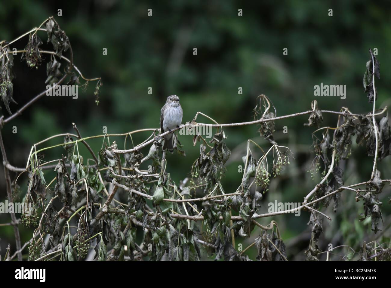 Portrait d'une mouche tachetée (Musicapa striata) perchée dans le bois sur une branche horizontale d'arbre, face avec la tête tournée vers la droite, prise au Royaume-Uni Banque D'Images
