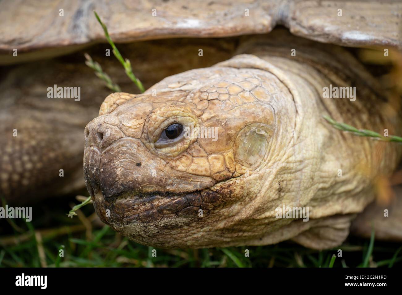 Gros plan d'une tête de tortue avec détail de texture naturelle Banque D'Images