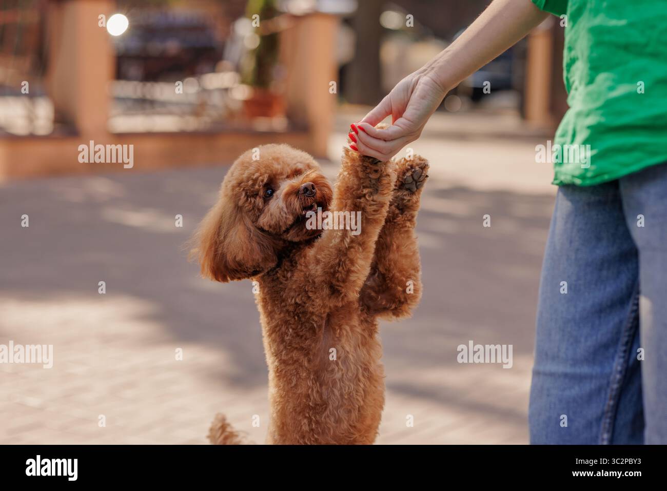 Mignon caniche apprenant un nouveau truc du propriétaire en plein air formation positive de chien interaction ludique éducation animale et concept de style de vie lié Banque D'Images
