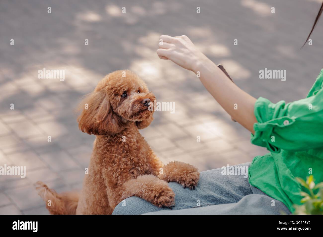 Dressage de chien caniche avec le propriétaire à l'extérieur donnant la patte pour la récompense éducation positive amour pour les animaux et le concept de style de vie d'obéissance d'animal de compagnie Banque D'Images