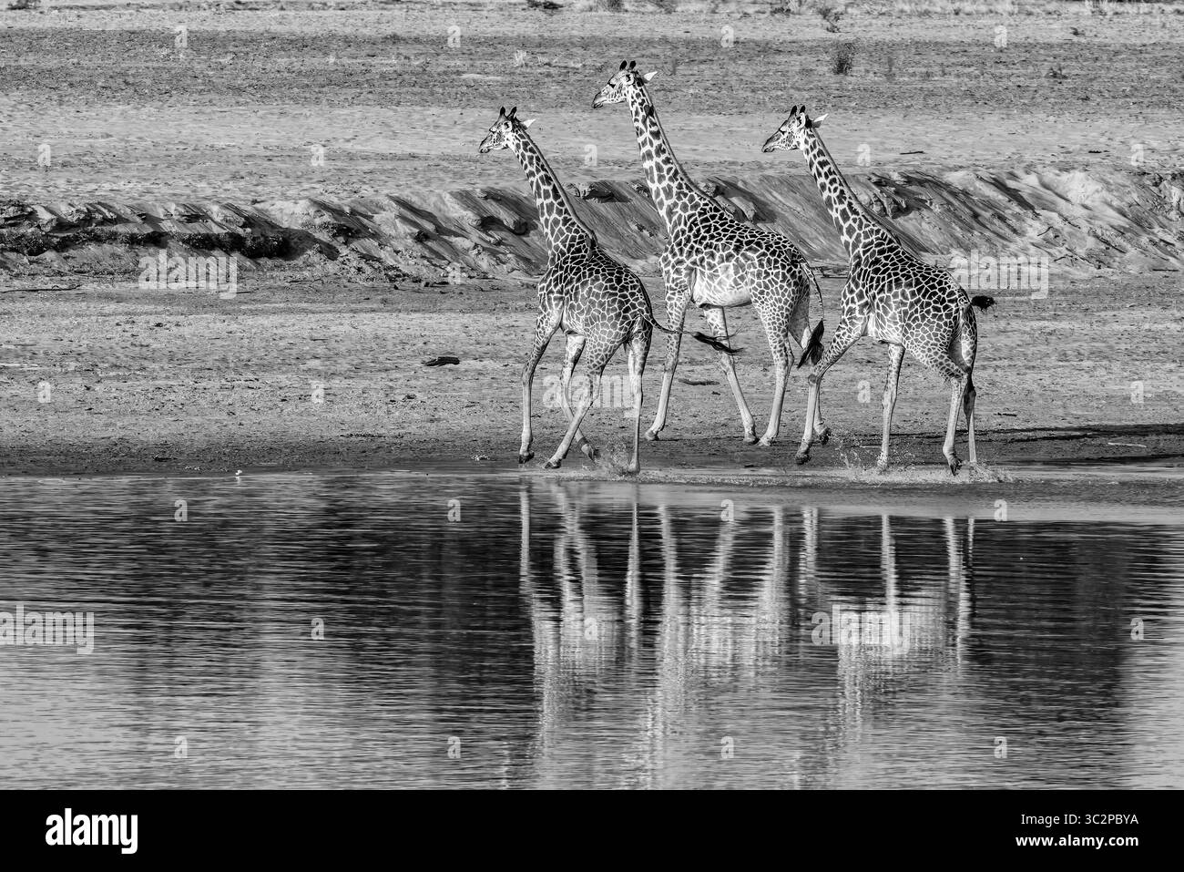 Trois girafes en noir et blanc, traversant une rivière. Banque D'Images