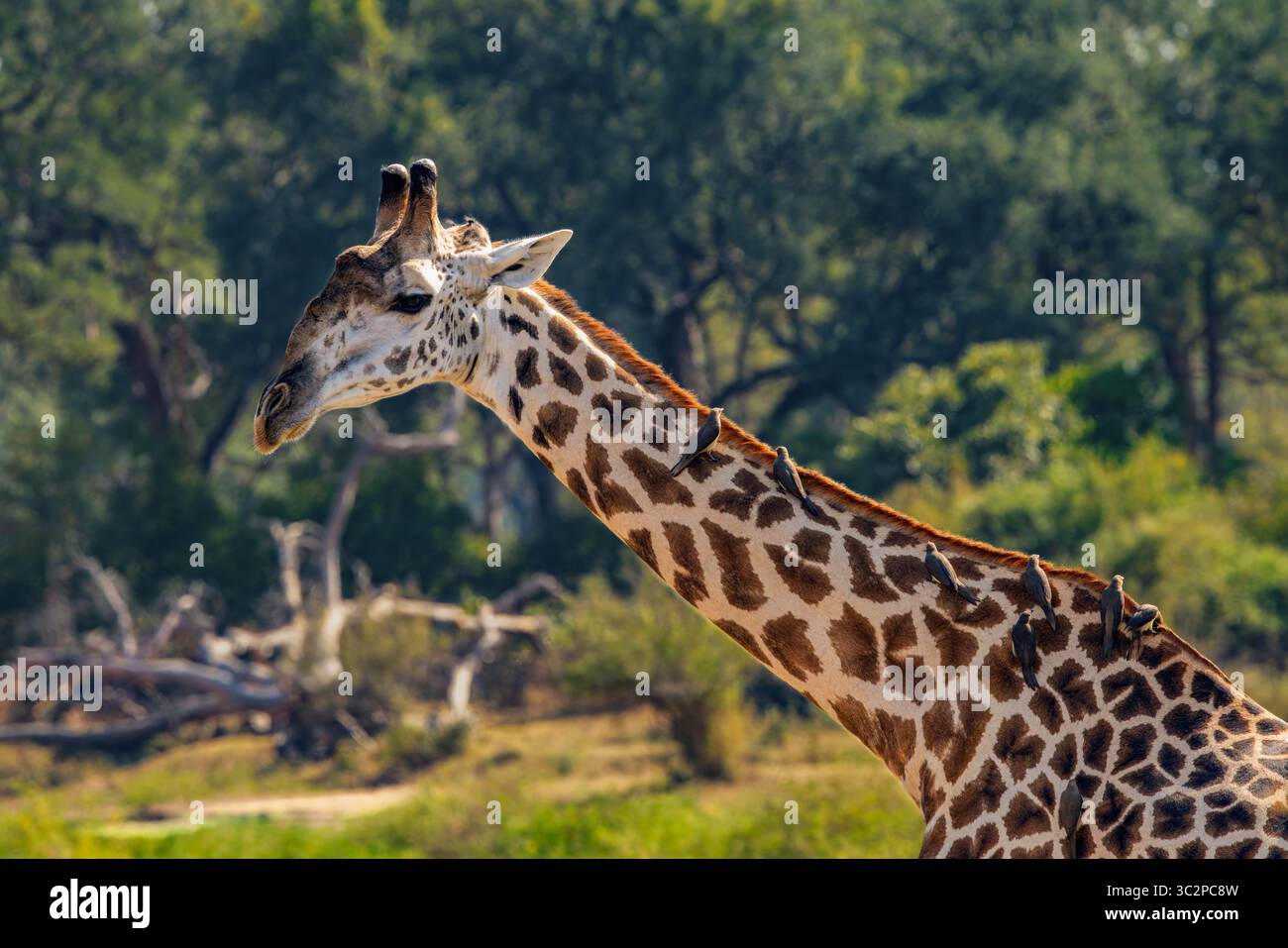 Oxpeckers sur le cou d'une girafe Banque D'Images