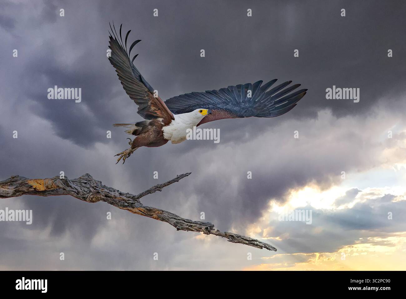Un aigle poisson africain volant sous un ciel gris menaçant. Banque D'Images