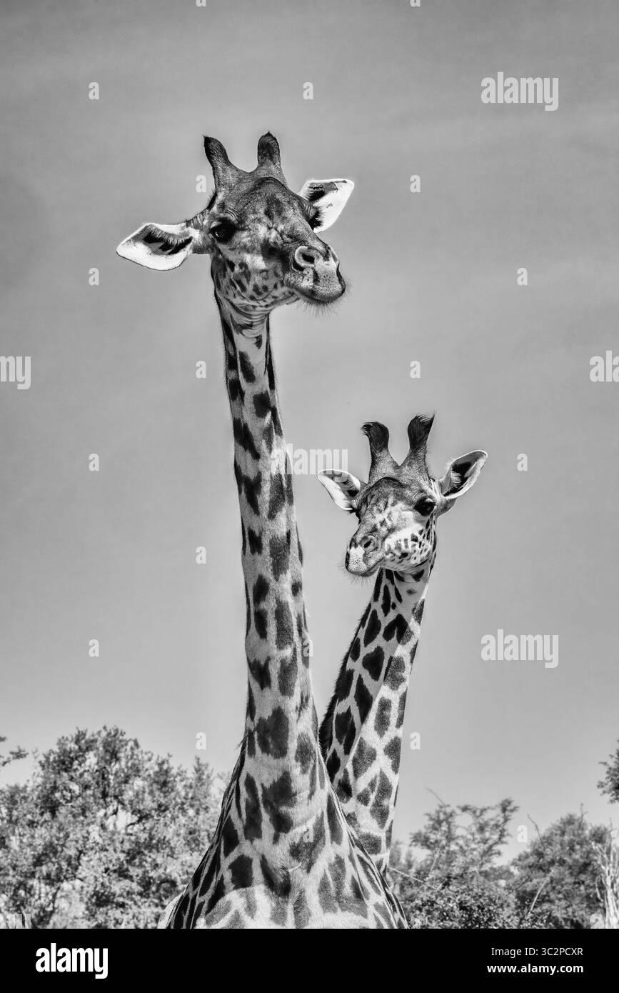 Deux girafes photographiées en monochrome Banque D'Images