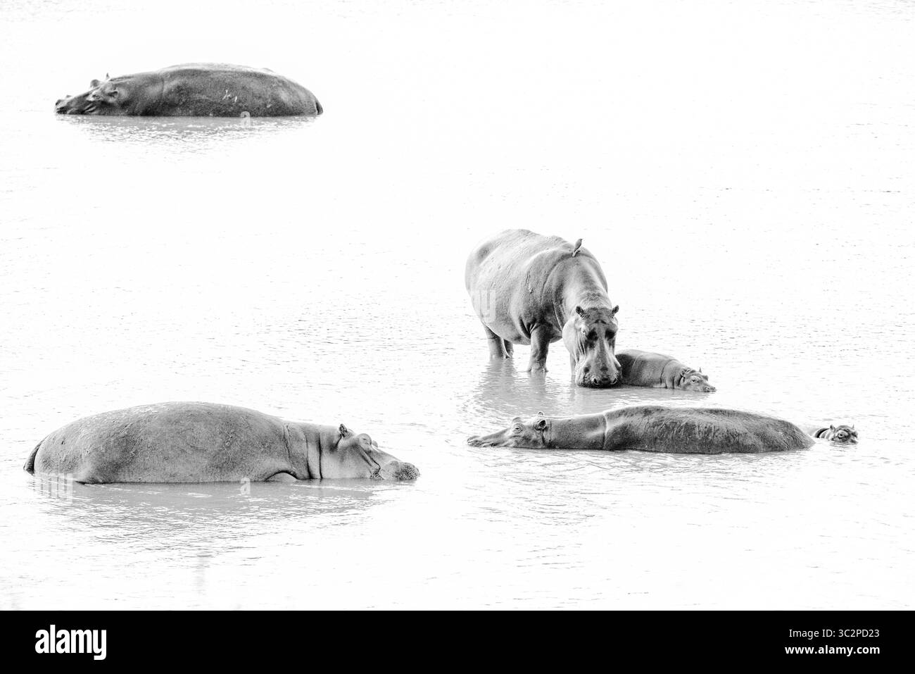 Hippopotames en noir et blanc Banque D'Images