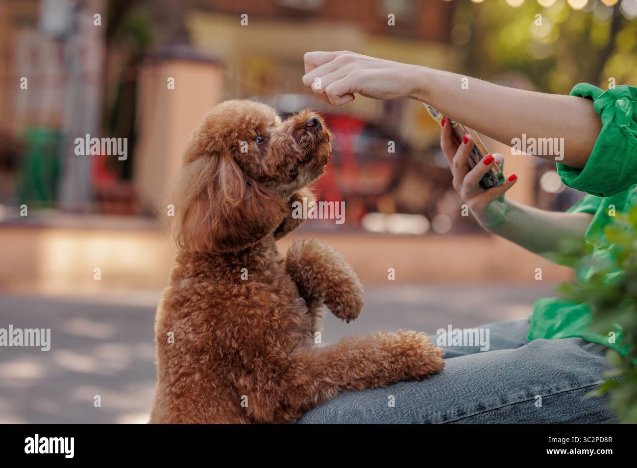 Commande d'apprentissage attentif du caniche du propriétaire avec récompense pendant la marche extérieure formation positive de chien et amour pour le concept de style de vie des animaux Banque D'Images
