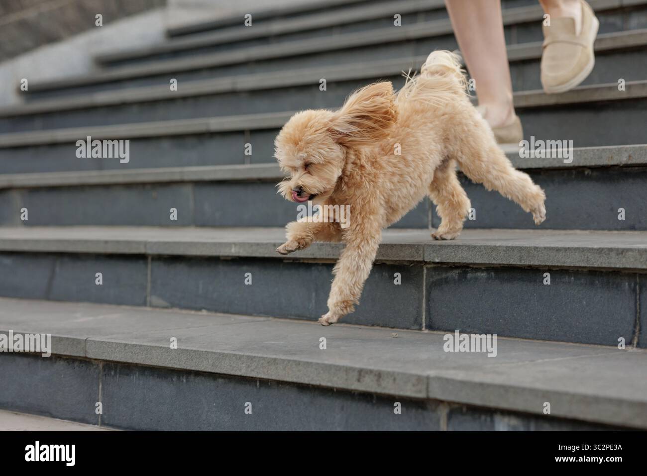 Petit chien ludique descendant les escaliers extérieurs, mélange énergique de caniches jouissant d'un style de vie actif, parfait pour les animaux de compagnie et les thèmes d'animaux. Banque D'Images