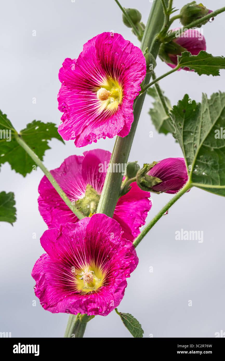 Fleurs de mauve, Hollyhock Banque D'Images