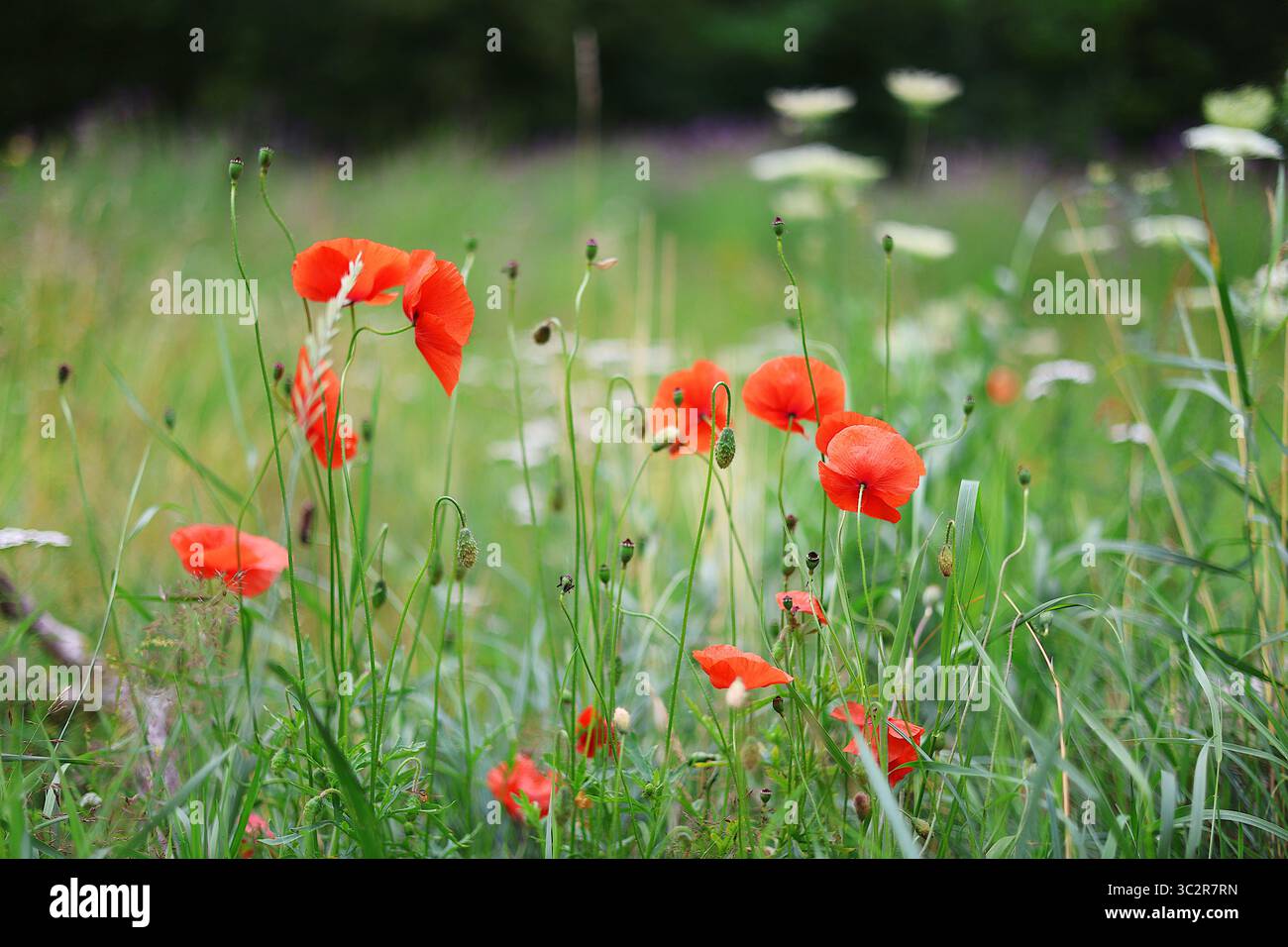 Délicat coquelicot rouge en pleine floraison, capturé dans les détails vifs avec des pétales doux et des couleurs riches - un symbole frappant de souvenir, de paix et de nature Banque D'Images