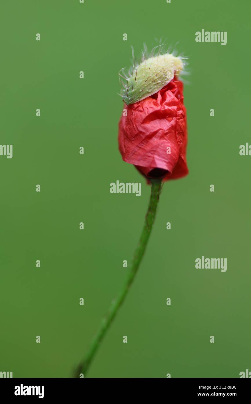 Délicat coquelicot rouge en pleine floraison, capturé dans les détails vifs avec des pétales doux et des couleurs riches - un symbole frappant de souvenir, de paix et de nature Banque D'Images