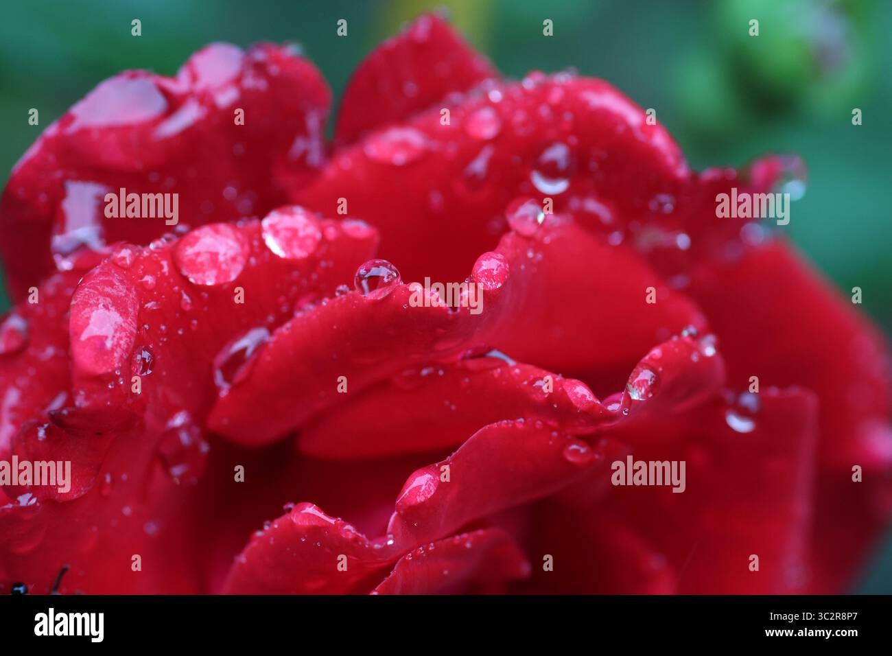 Gros plan d'une rose rouge éclatante en pleine floraison, présentant de délicats pétales de velours et des couleurs riches - un symbole intemporel d'amour et de passion. Banque D'Images