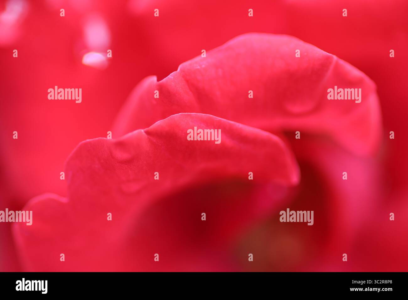 Gros plan d'une rose rouge éclatante en pleine floraison, présentant de délicats pétales de velours et des couleurs riches - un symbole intemporel d'amour et de passion. Banque D'Images