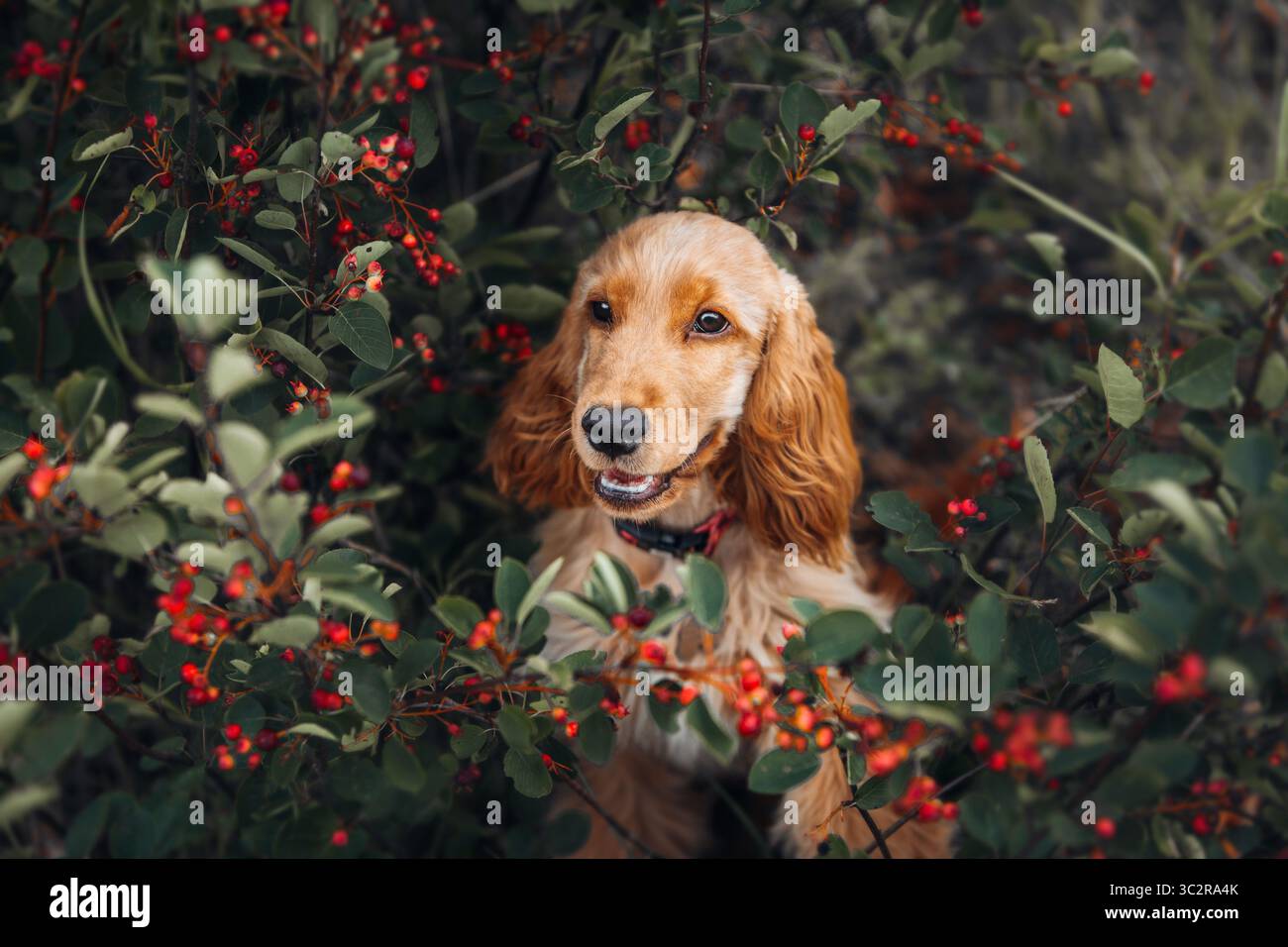 Cocker spaniel chiot aux arbustes avec des baies Banque D'Images