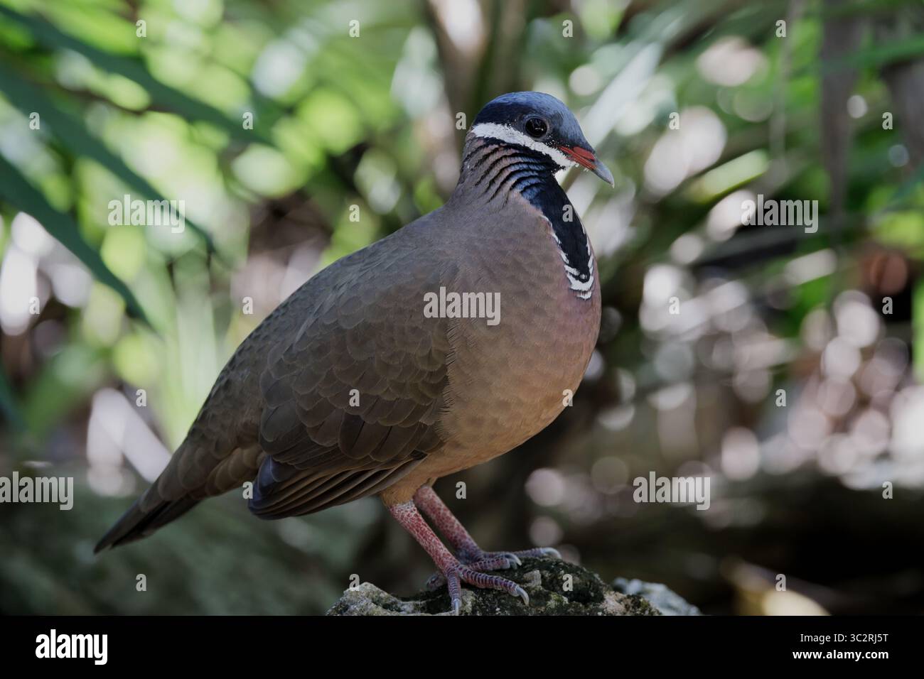 Quail Dove à tête bleue Banque D'Images