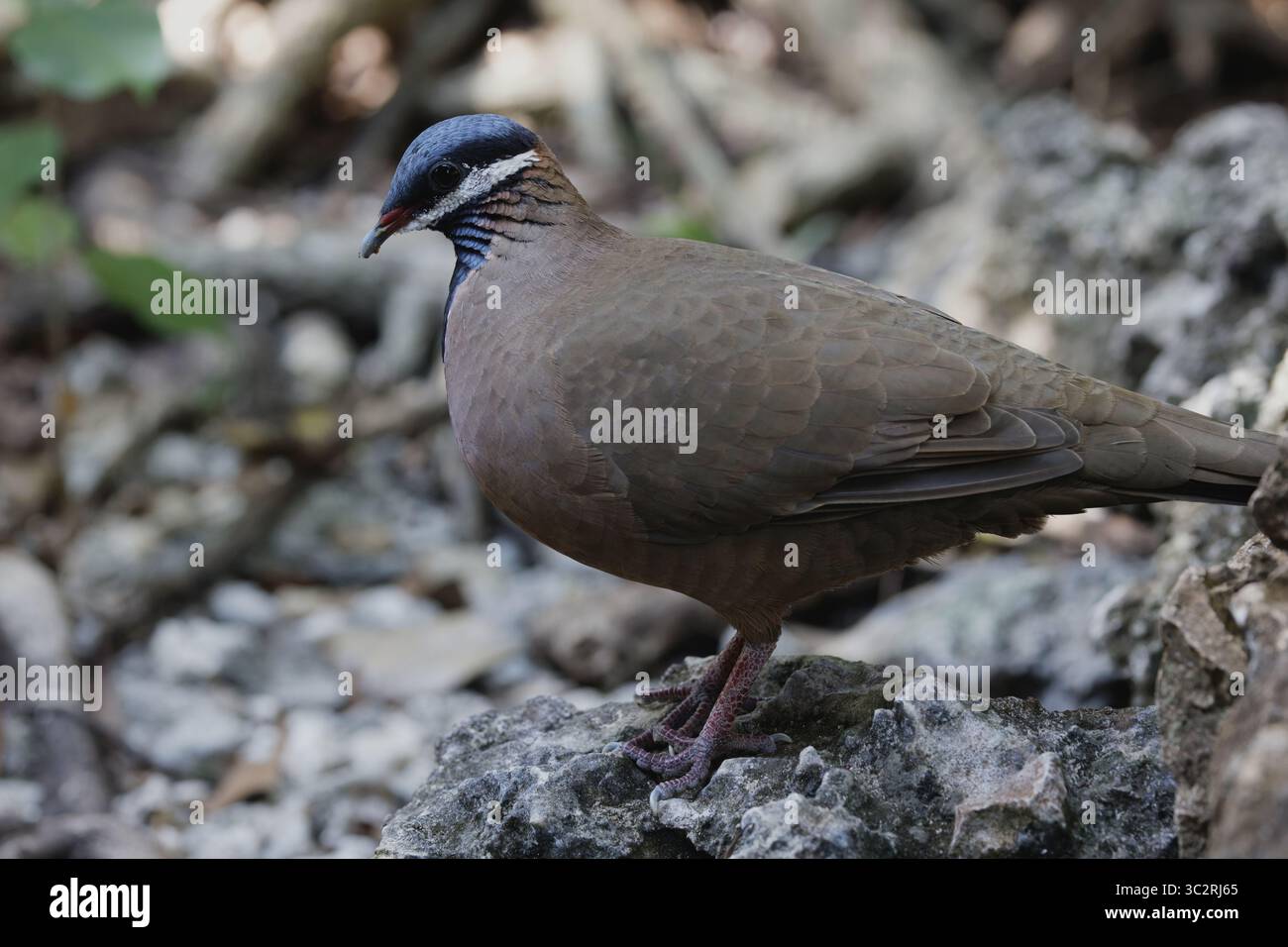 Quail Dove à tête bleue Banque D'Images