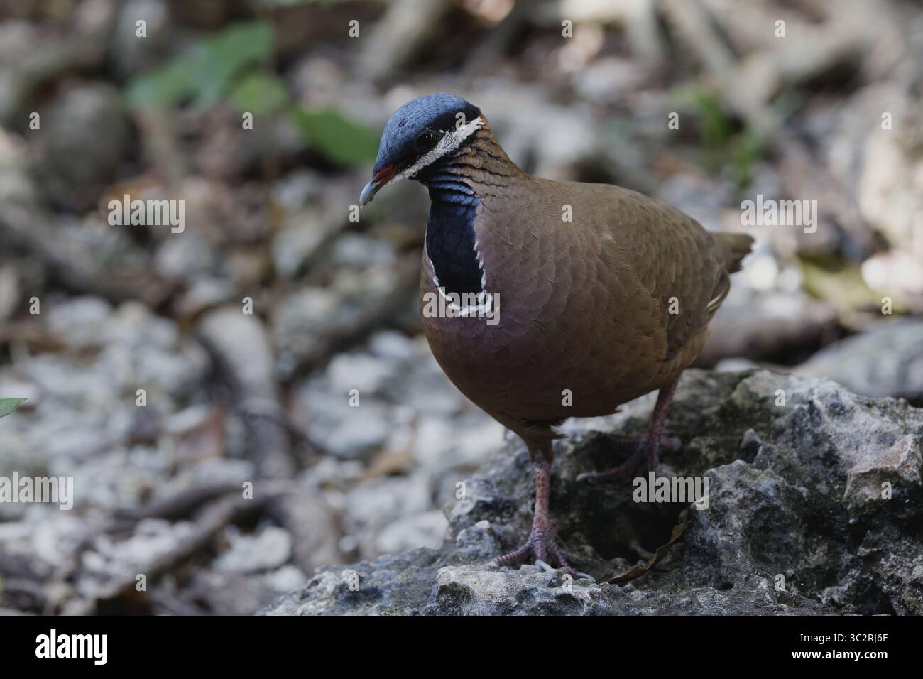 Quail Dove à tête bleue Banque D'Images