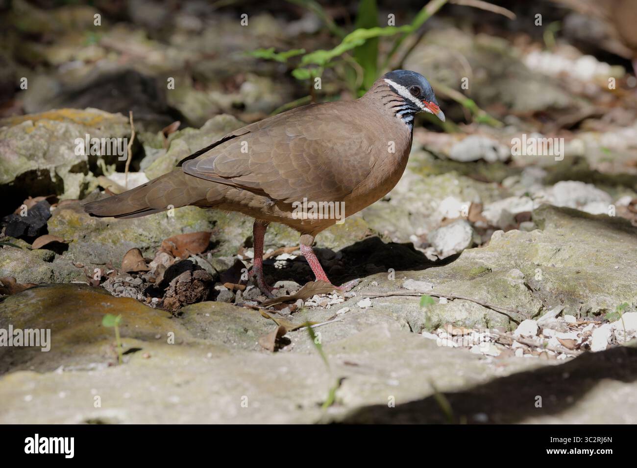 Quail Dove à tête bleue Banque D'Images