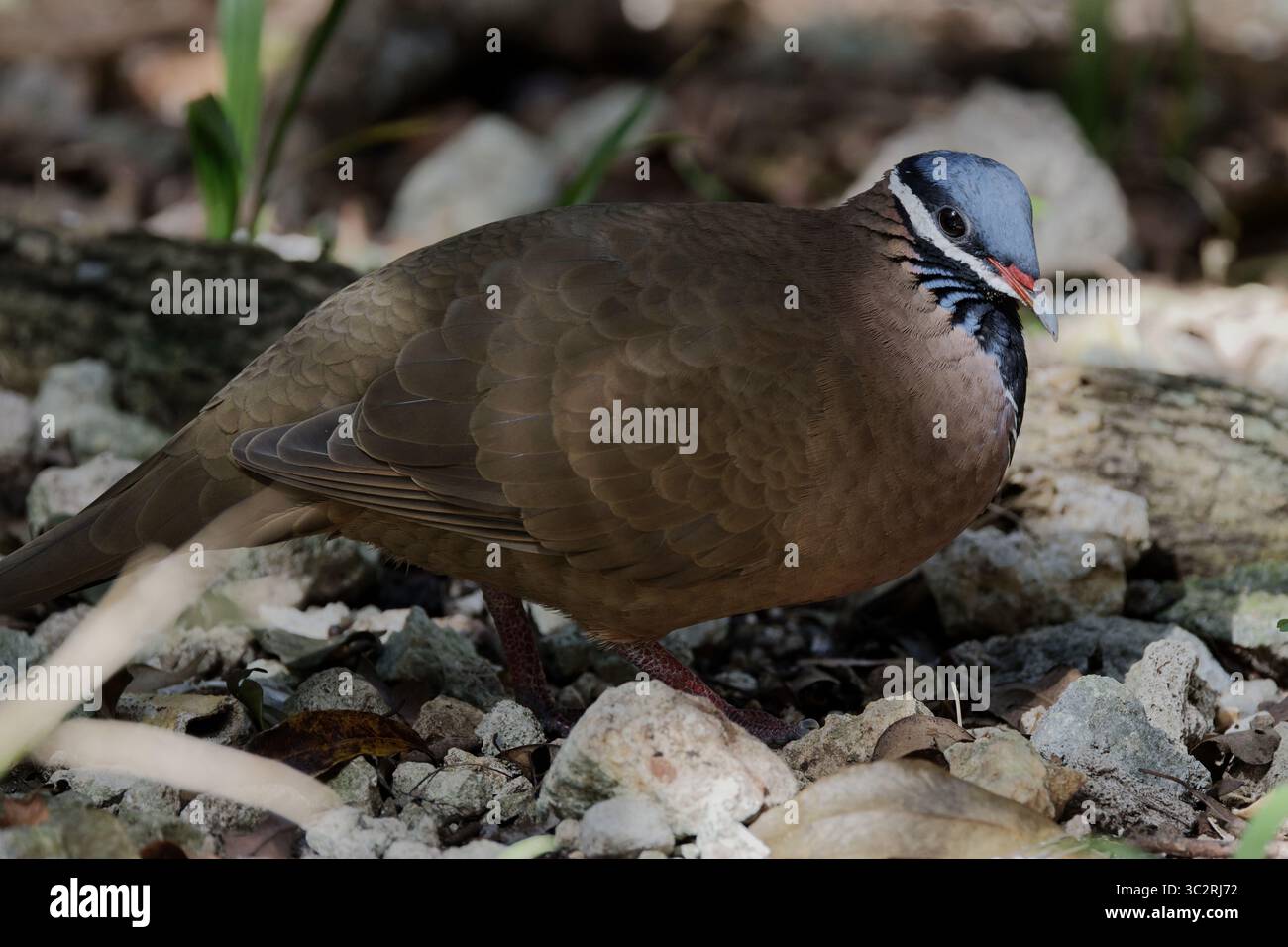 Quail Dove à tête bleue Banque D'Images
