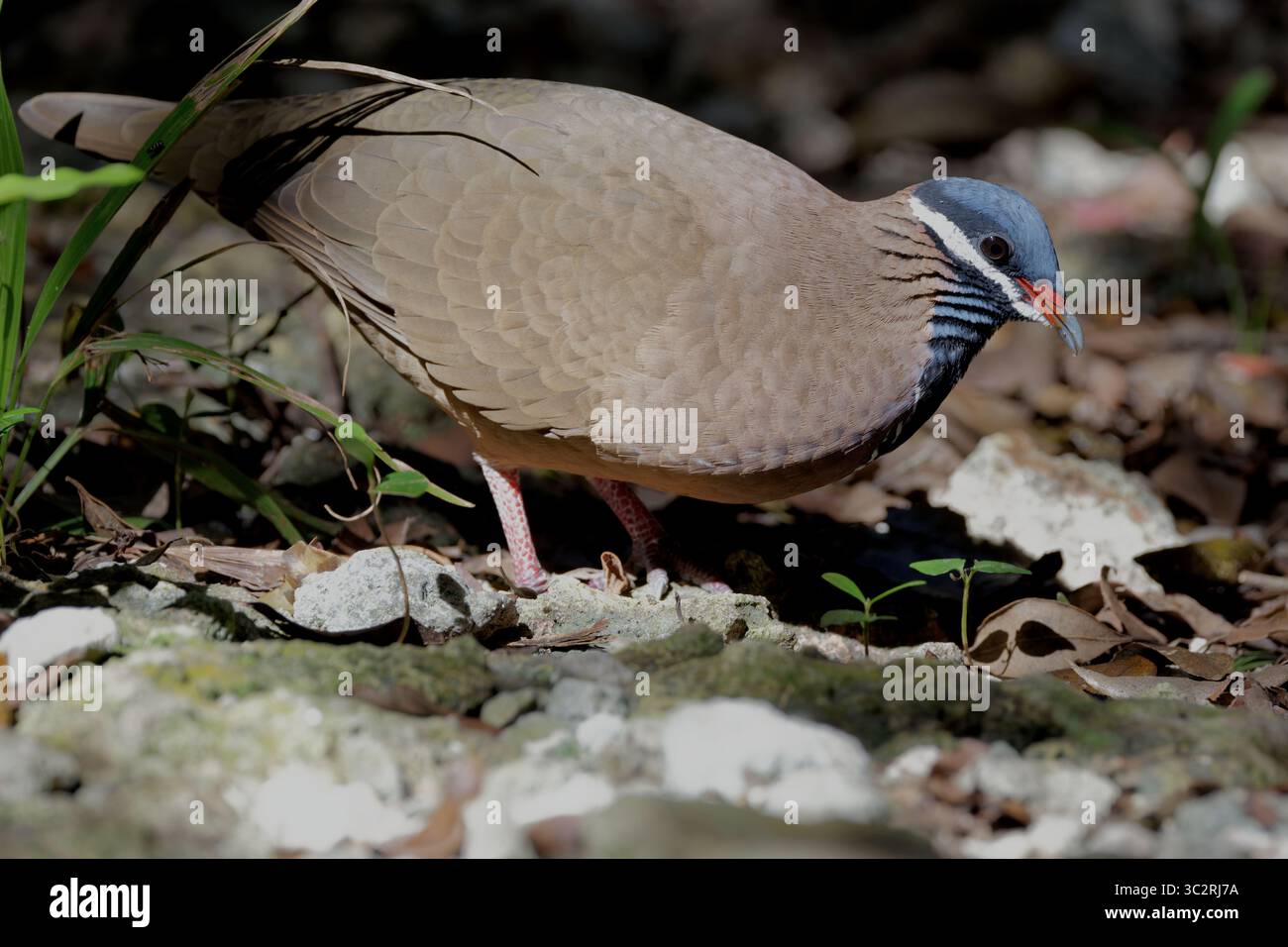 Quail Dove à tête bleue Banque D'Images