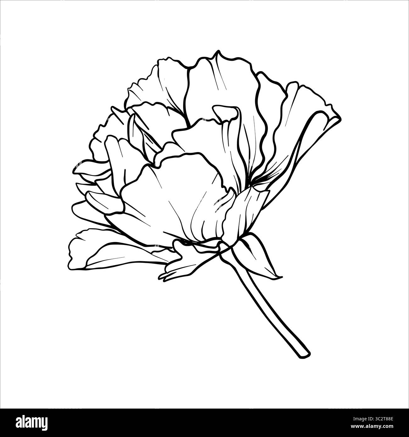 Esquisse vectorielle pivoine. Illustration graphique de fleurs. Dessin de plante dans le style d'art au trait. Pivoines peintes à l'encre noire. Graphique tatouage tracé à la main contour Illustration de Vecteur