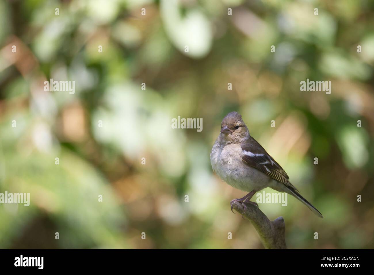 Chaffinch femelle perché, camouflé contre la végétation tachetée Banque D'Images