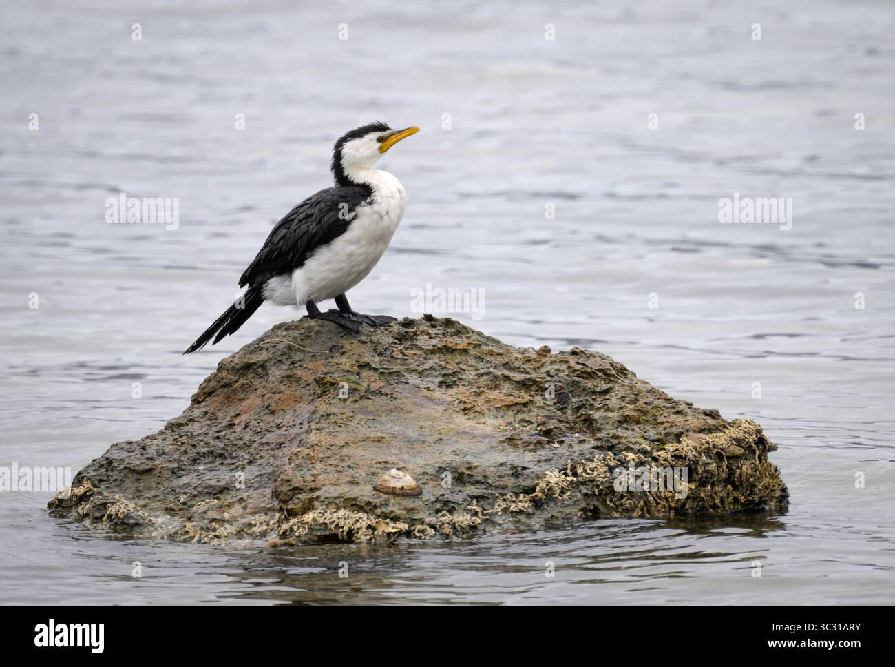 Little pied Cormorant à Big Possum Beach sur la péninsule de Tasman ; Tasmanie, Australie. Banque D'Images