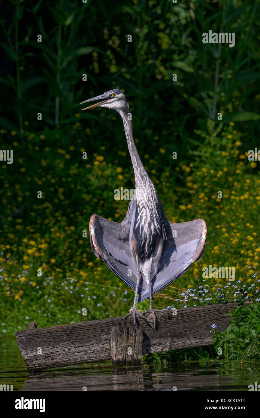 Great Blue Heron thermorégulation par déploiement des ailes et flottement gulaire. Banque D'Images