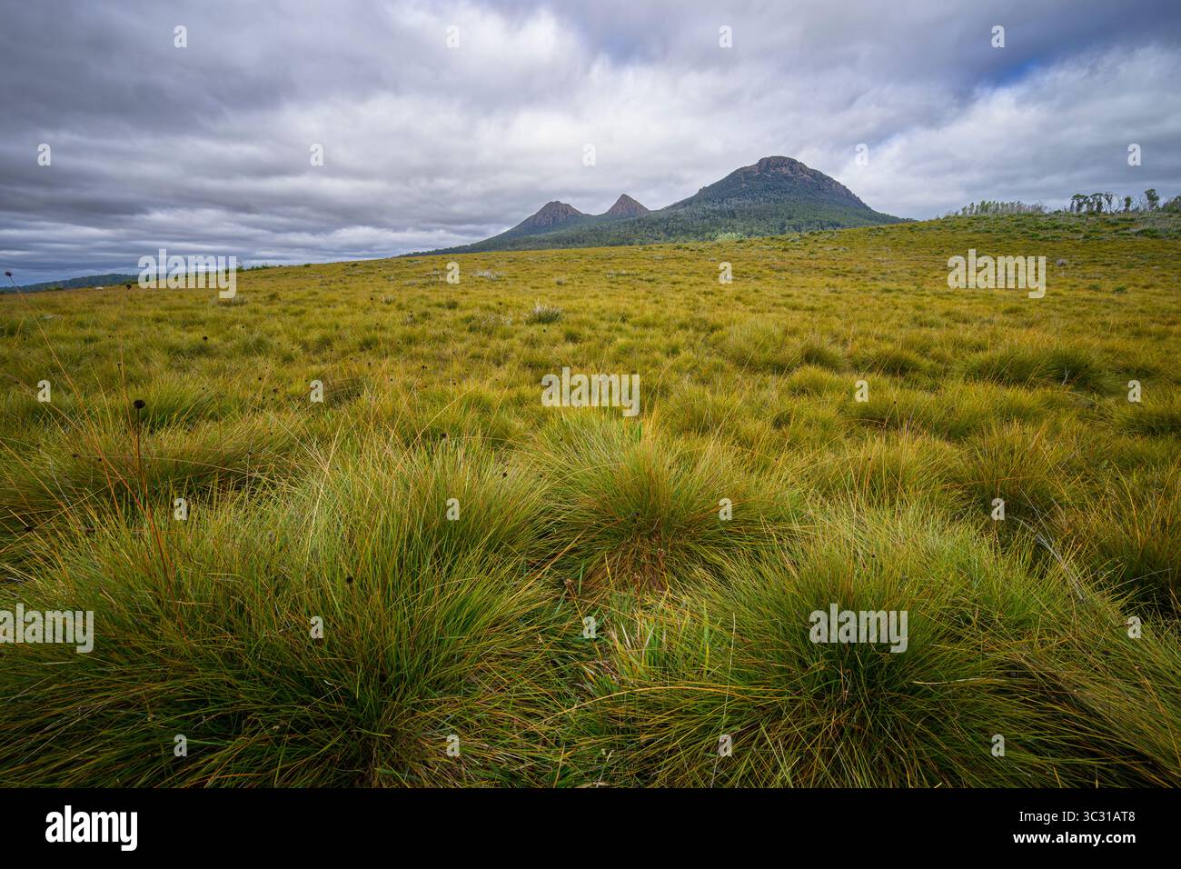 Landes de Buttongrass à la Great Divide dans l'ouest de la Tasmanie, Australie. Banque D'Images