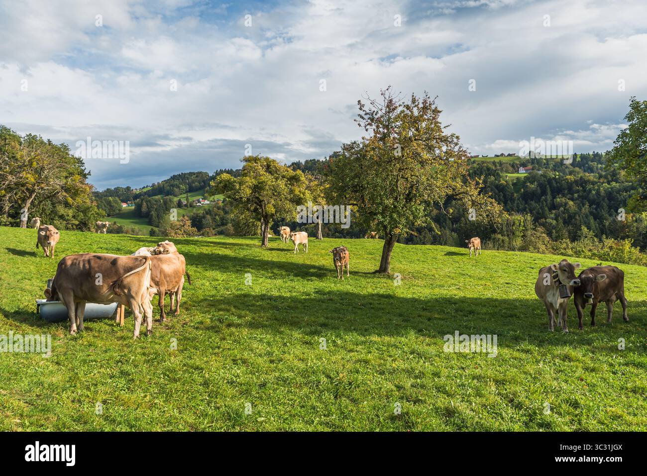 Vaches laitières brunes pâturant dans un pâturage vert, Canton de généreux Gallen, Suisse Banque D'Images