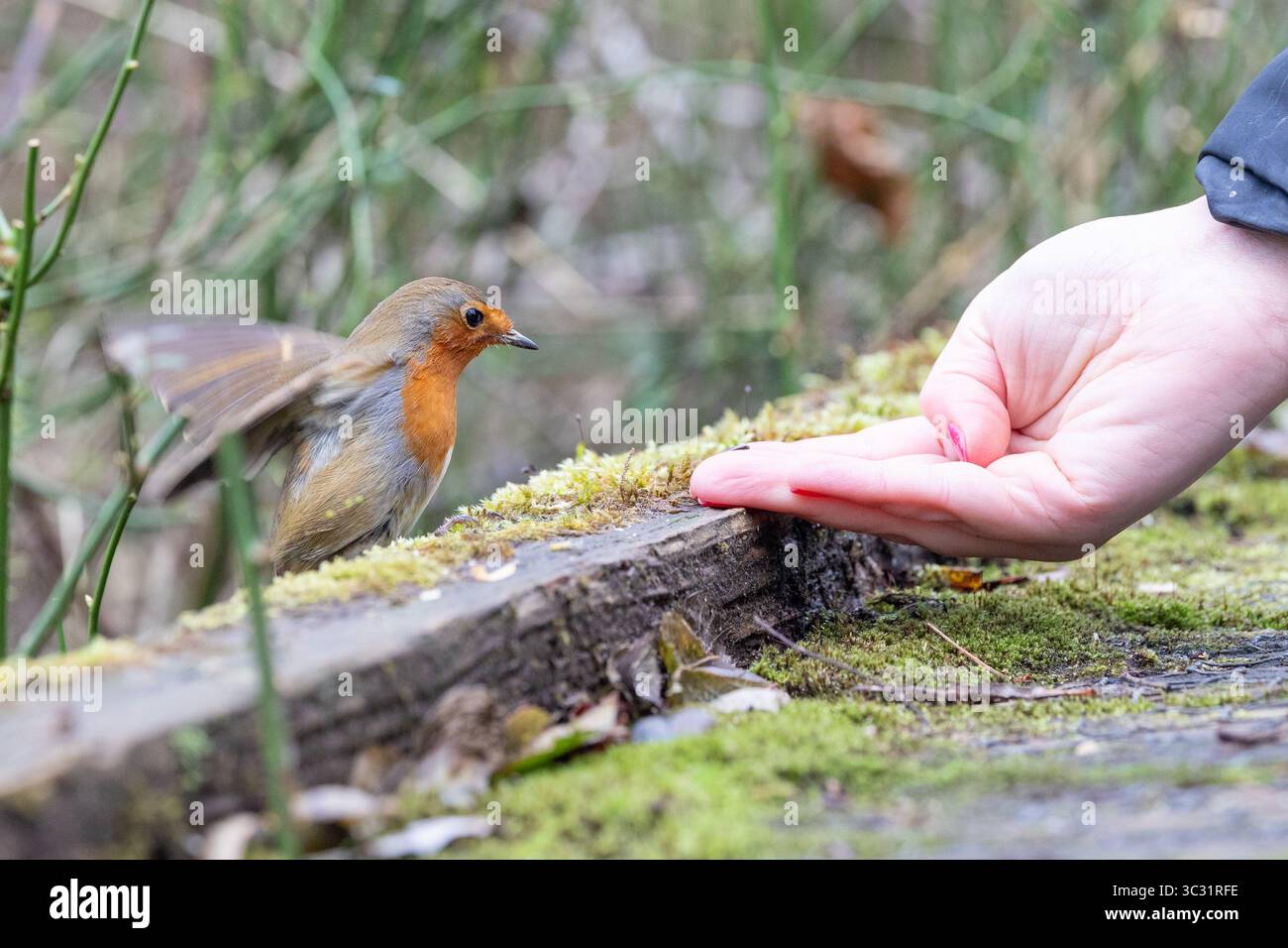 Robin alimentation Banque D'Images