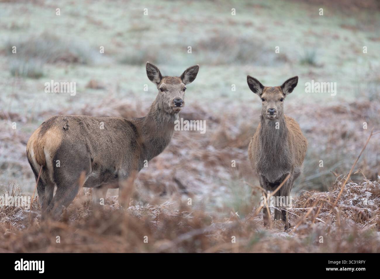 Cerf de l’hiver Banque D'Images