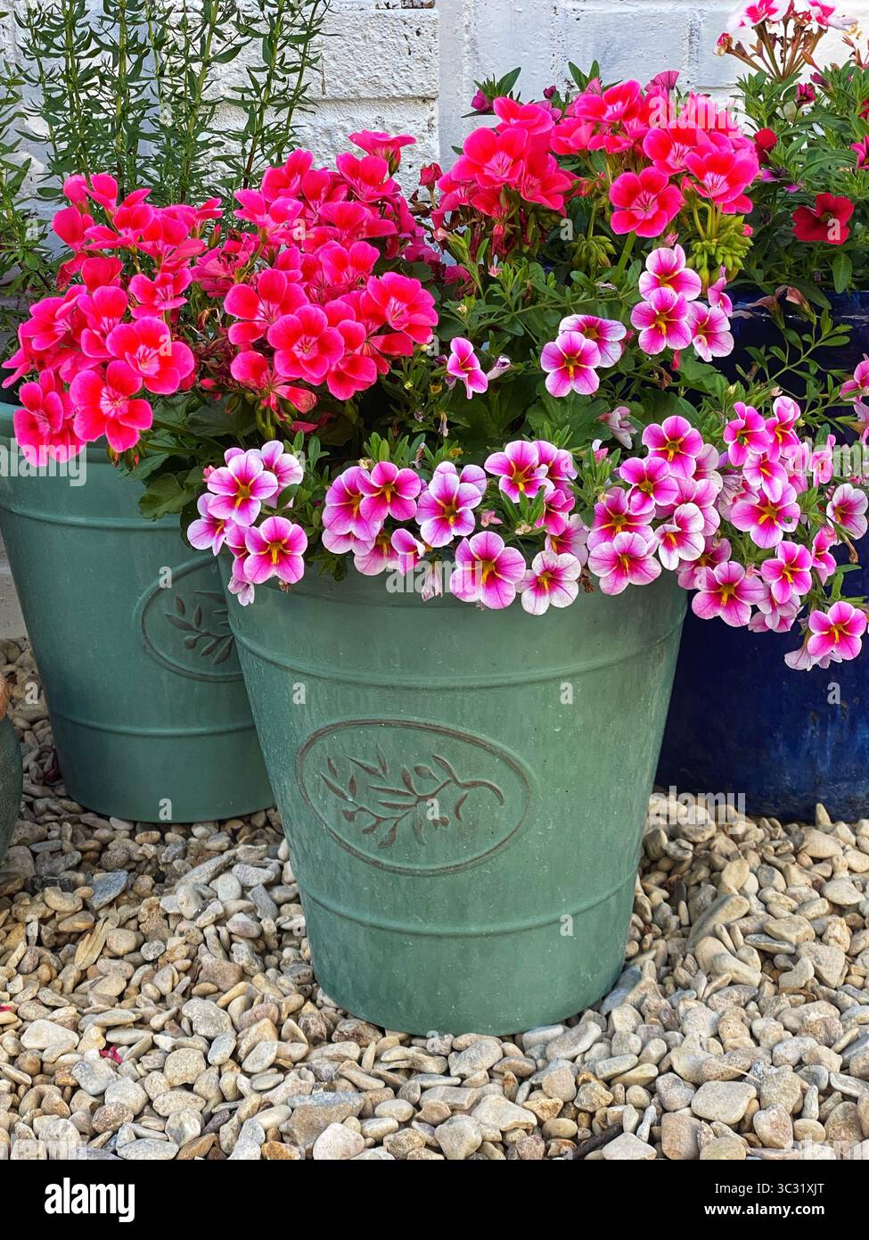 Calibrachoa fleurs innpots - Image de stock capturée avec un smartphone