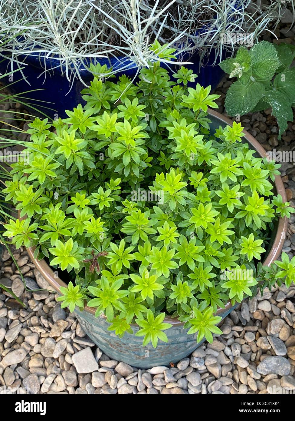 Aspérule Banque D'Images