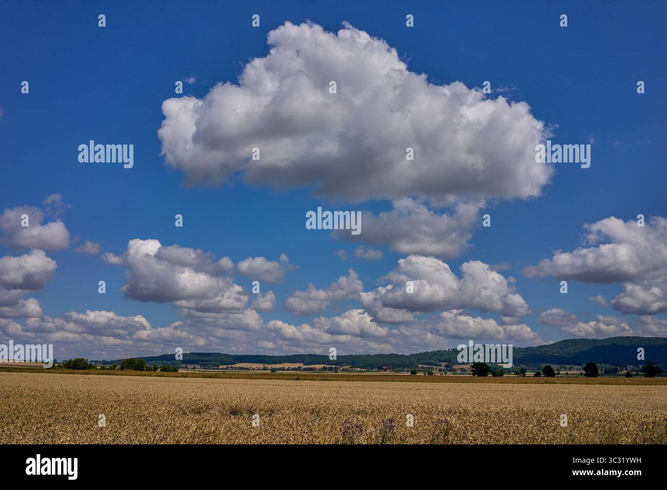 Paysage rural ensoleillé d'été inférieur de silésie avec ciel bleu, nuages et flield de grain de maturation Banque D'Images