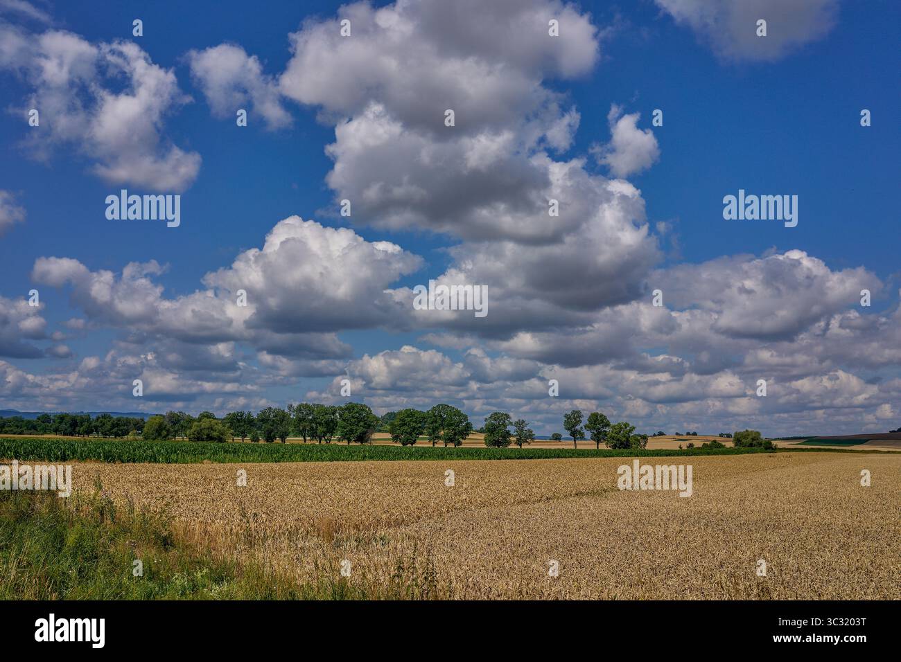 Paysage rural ensoleillé d'été inférieur de silésie avec ciel bleu, nuages et flield de grain de maturation Banque D'Images
