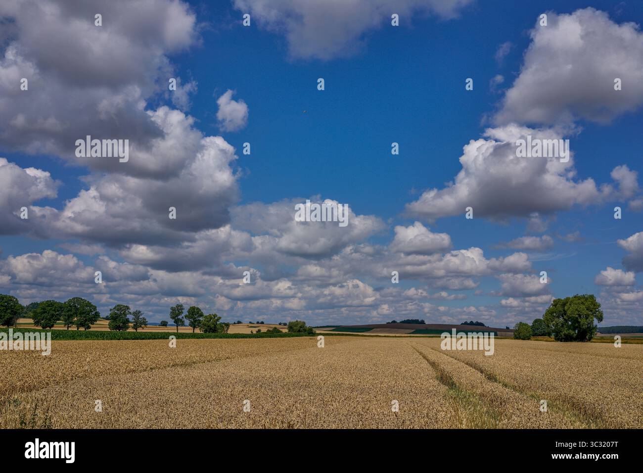 Paysage rural ensoleillé d'été inférieur de silésie avec ciel bleu, nuages et flield de grain de maturation Banque D'Images