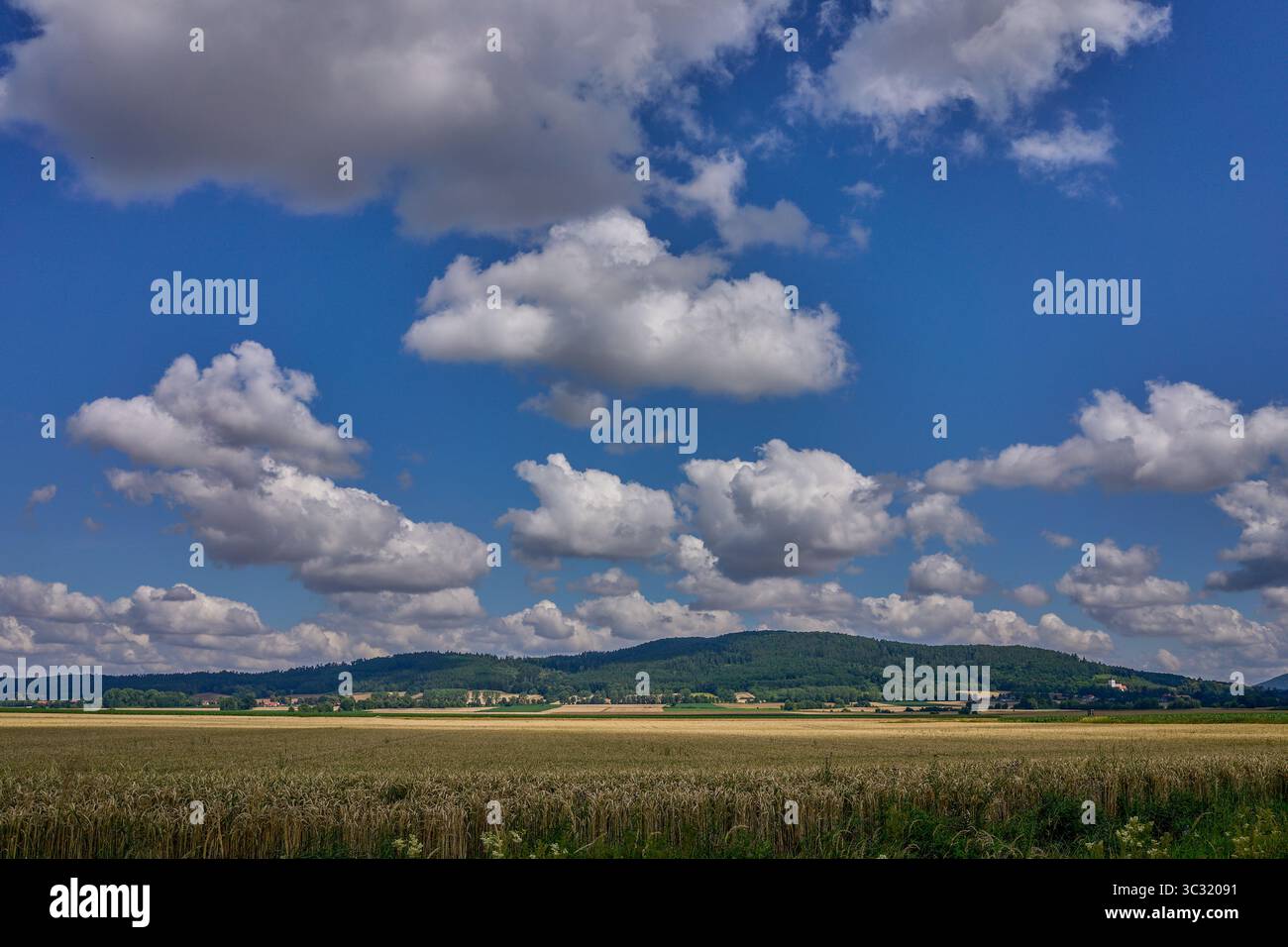 Paysage rural ensoleillé d'été inférieur de silésie avec ciel bleu, nuages et flield de grain de maturation Banque D'Images