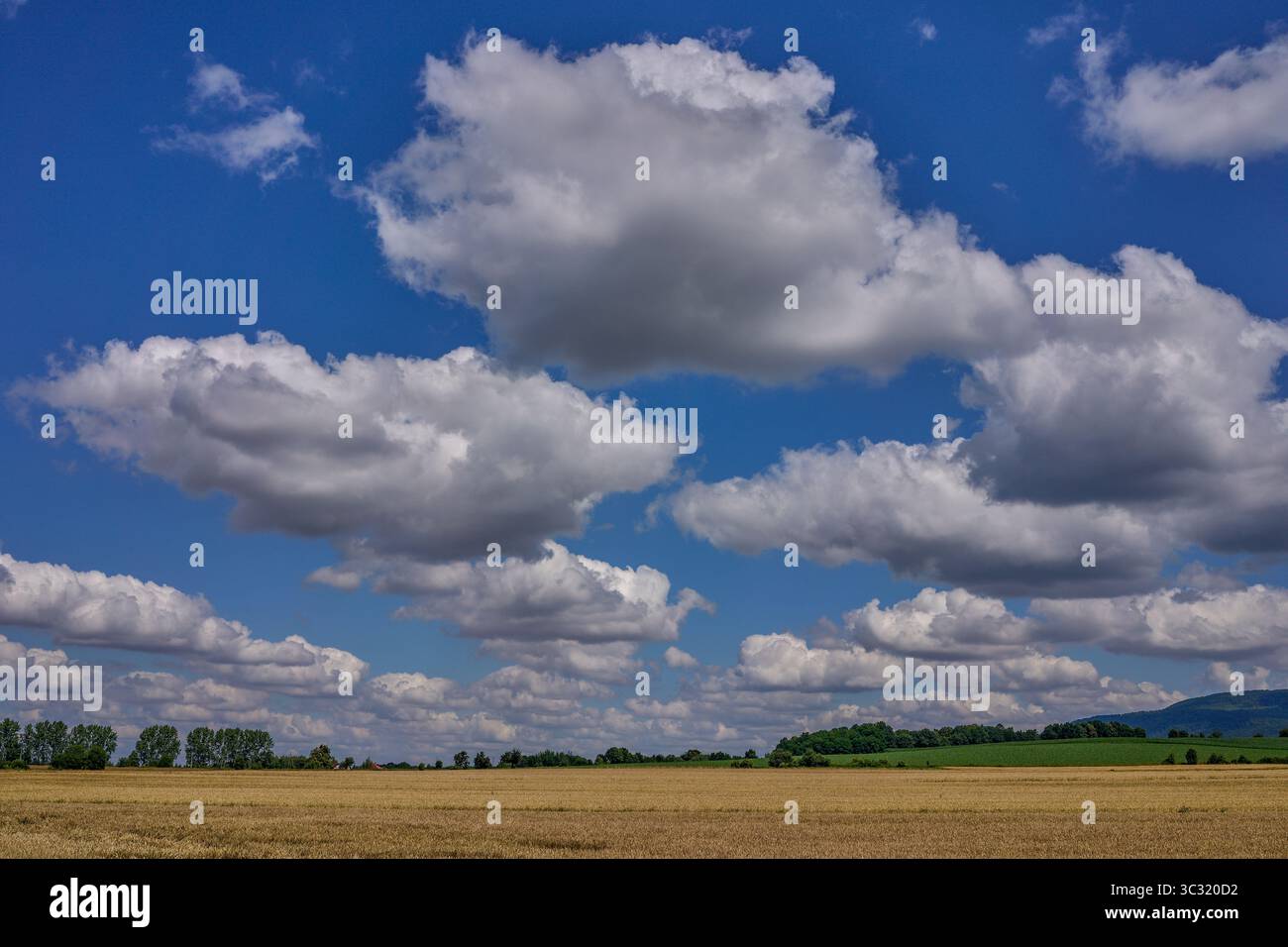 Paysage rural ensoleillé d'été inférieur de silésie avec ciel bleu, nuages et flield de grain de maturation Banque D'Images