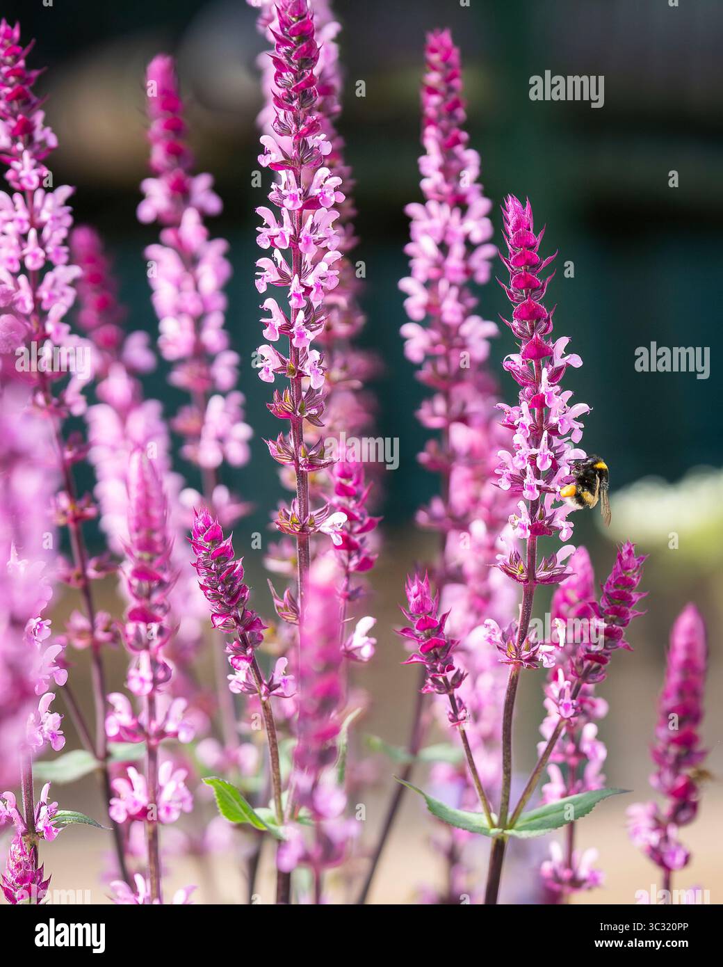 Sauge rose des bois (Salvia nemorosa) 'Caradonna Pink'. Une abeille et des fleurs de salvia roses. Salvia nemorosa ou fleurs roses de sauge des bois en gros plan. Banque D'Images