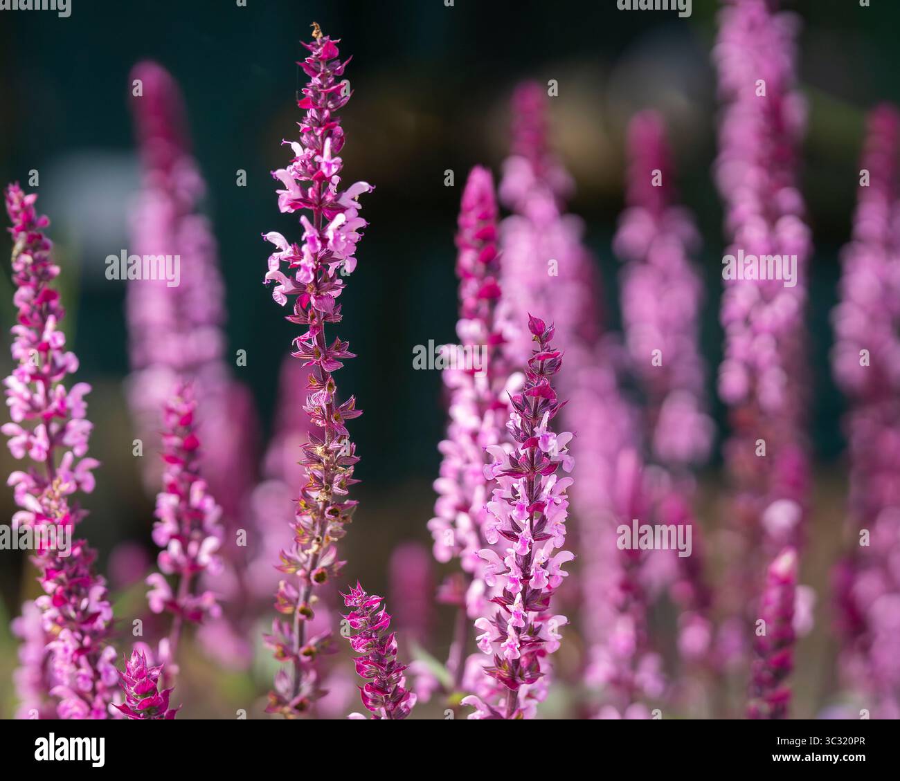 Sauge rose des bois (Salvia nemorosa) 'Caradonna Pink'. Une abeille et des fleurs de salvia roses. Salvia nemorosa ou fleurs roses de sauge des bois en gros plan. Banque D'Images