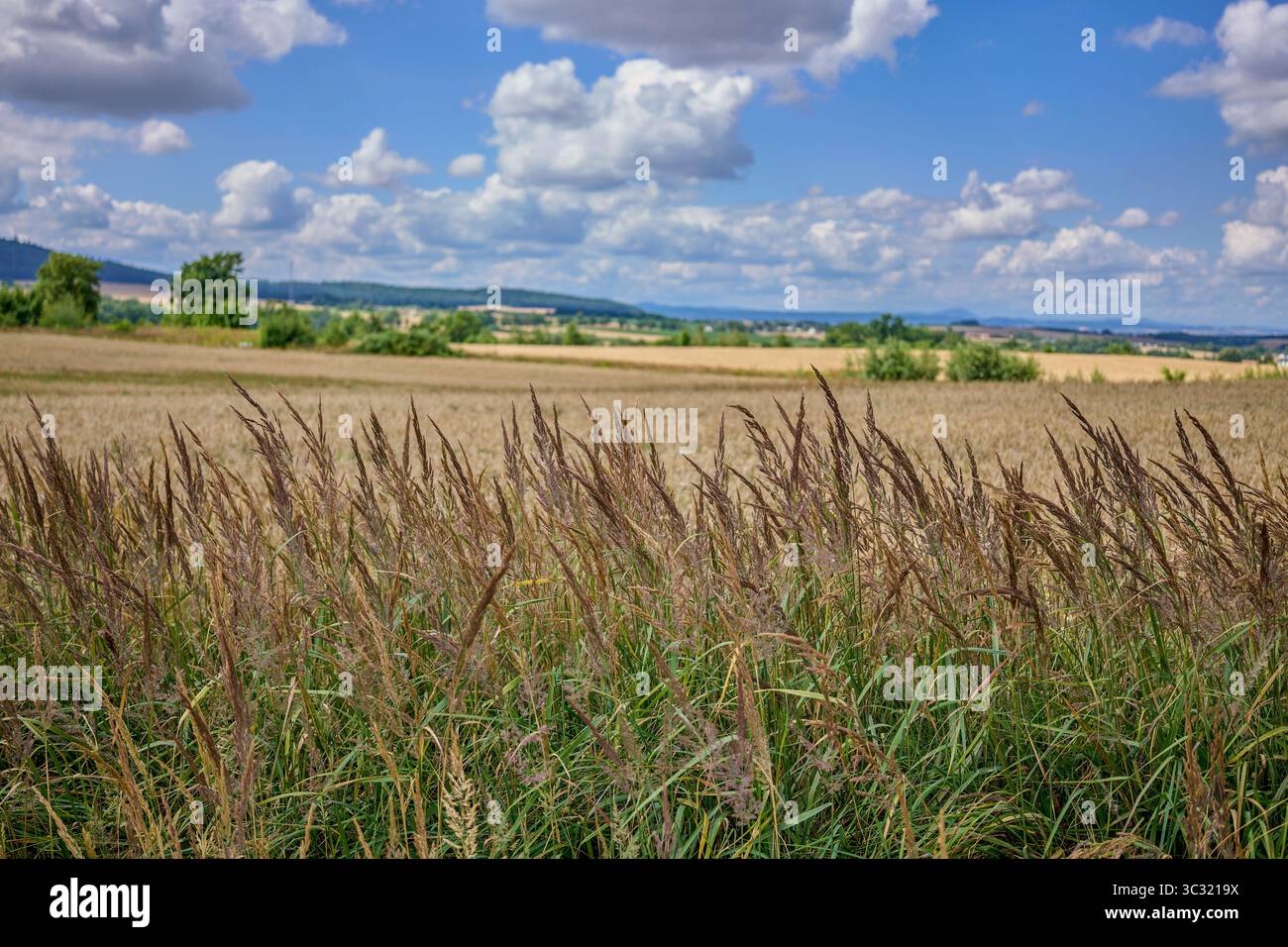 Paysage rural ensoleillé d'été inférieur de silésie avec ciel bleu, nuages et flield de grain de maturation Banque D'Images