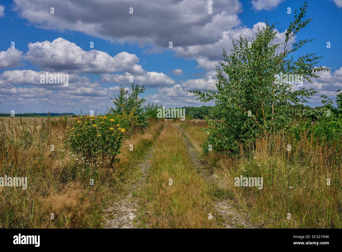 Paysage rural ensoleillé d'été inférieur de silésie avec ciel bleu, nuages et flield de grain de maturation Banque D'Images