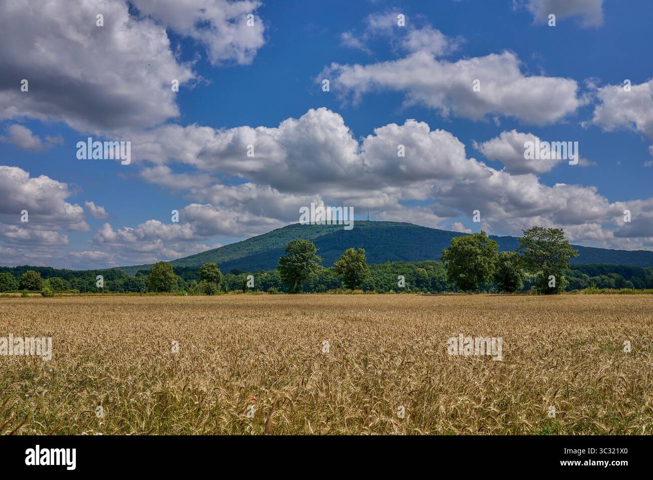 Paysage rural ensoleillé d'été inférieur de silésie avec ciel bleu, nuages et flield de grain de maturation Banque D'Images