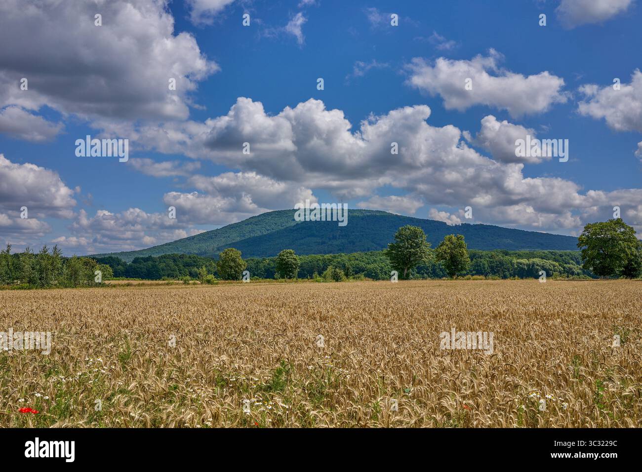 Paysage rural ensoleillé d'été inférieur de silésie avec ciel bleu, nuages et flield de grain de maturation Banque D'Images